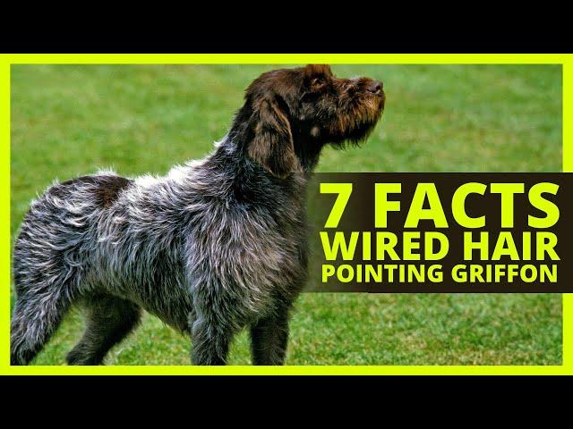 WIRED HAIR POINTING GRIFFON | 7 Facts About the Wired Har Pointing Griffon