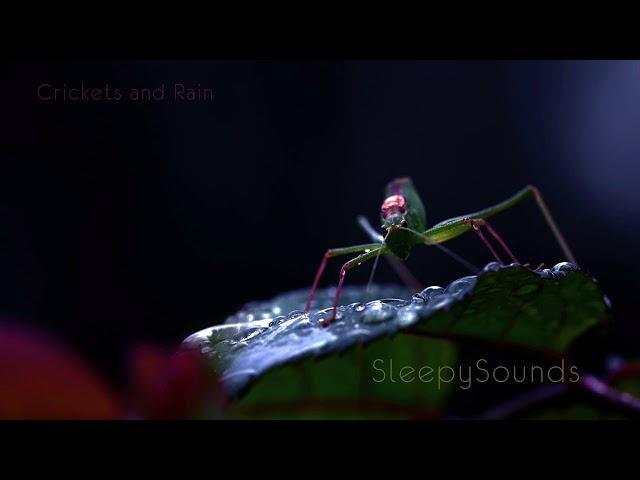 Crickets and Rain (on metal roof) – 10 Hour Sleep Sound – Ambience, Soundscape