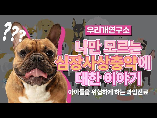 심장사상충약 과잉진료 하지마세요! #우리개연구소 #심장사상충 #강아지건강관리