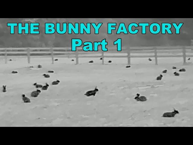 Pest Control No 12. THE BUNNY FACTORY. Part 1