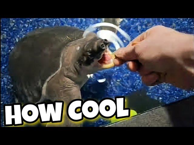 The Coolest Freshwater Aquatic Turtle in the World - Fly River Turtle