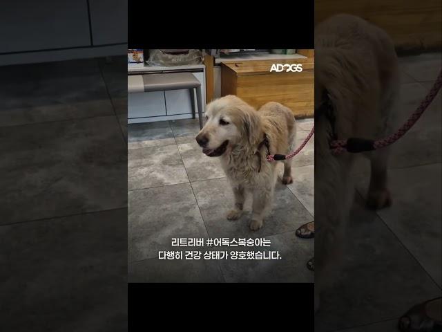 #논현동방치견들구조 #골든리트리버 #포메라니안 #레오맘과동행 #어독스