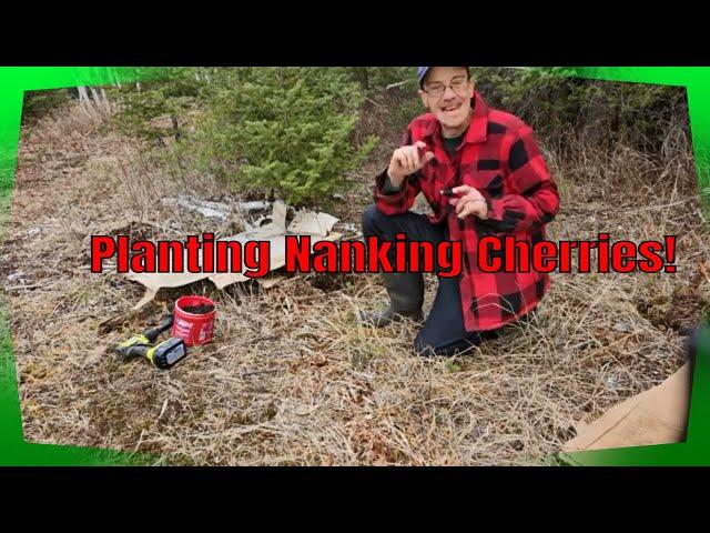 Transforming Our Food Forest With Nanking Cherries!