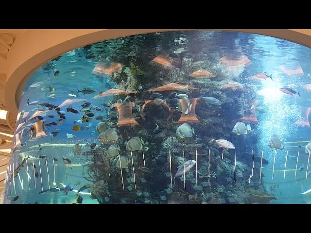 Two men inside the largest aquarium in Jeddah International Airport