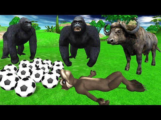 A Happy wolf beating a Gorilla with a football | A Gorilla who points to a wolf |Animals stories