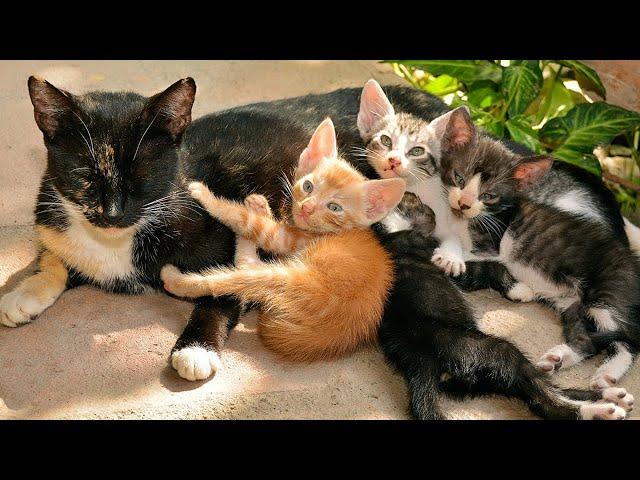 Kitten cute meowing - Kitten calling for mom - Cat play with dogs, fishes, chickens