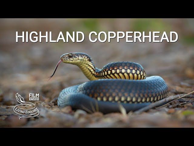 Highland copperhead, one of the most venomous snakes of Australia