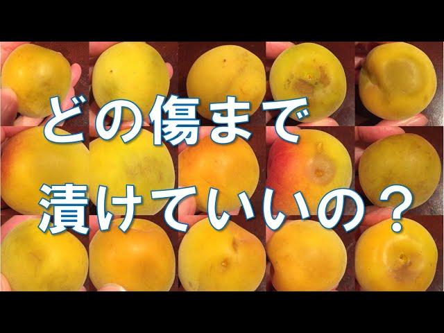 【梅の傷】梅干しにしても大丈夫？？梅農家が教えるカビにならない選別