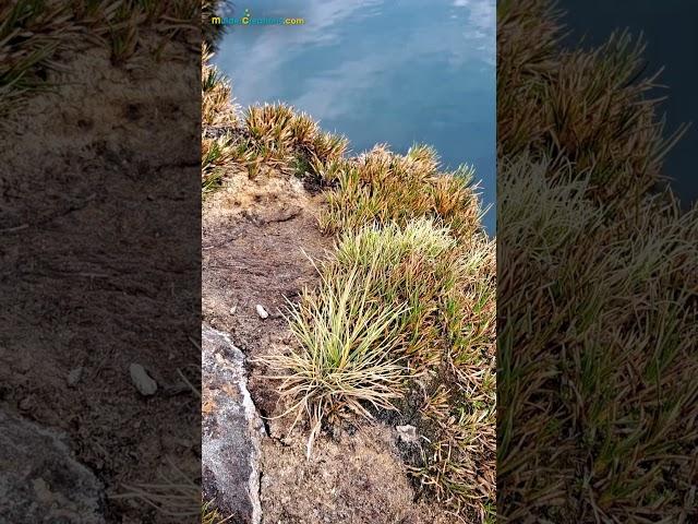 Magic Water – Mineral Lake in the Andes [4] #HotSprings #TurquoiseLake #Minerals #Andes #HiddenGems