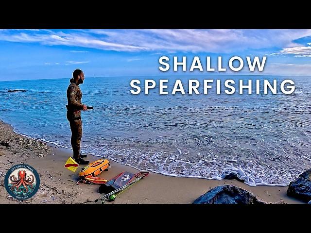  What Was I Thinking? | Big Bluefish Appear in Shallow Water Spearfishing 