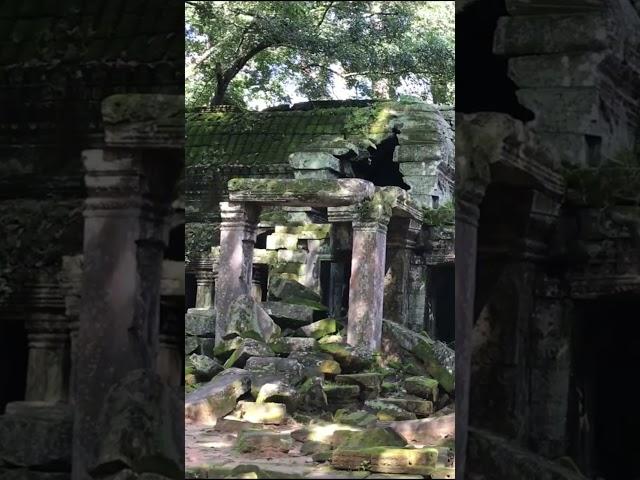 travel toTa Prohm this temple is beautiful the birds sound #angkor #khmertemple #angkortravel