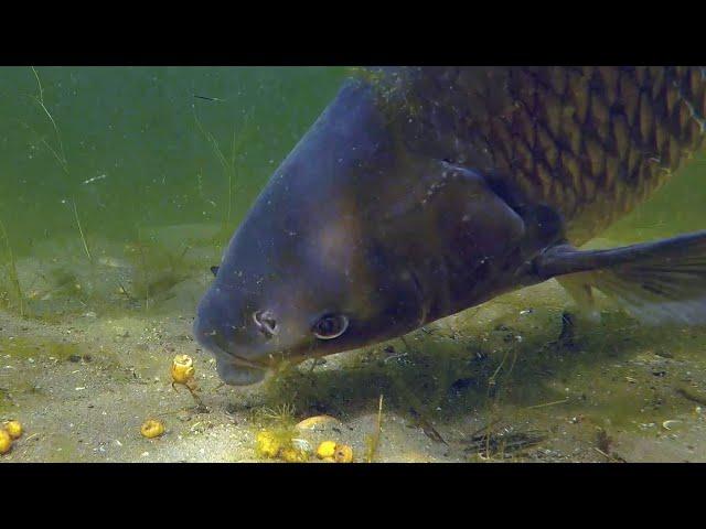 Catching a big carp underwater (Amur)