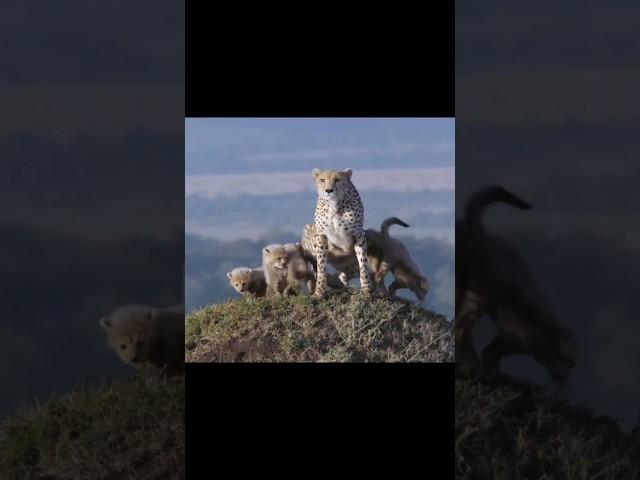 Cheetah protecting her cubs against a Lion #animals #wildanimals #shortsvideo #viral #lion #cheetah