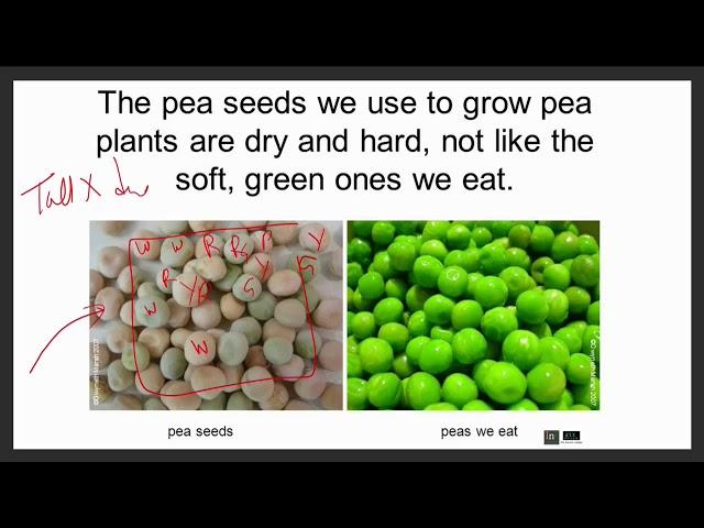 Mendel crosses emasculation | Genetics - Live Class Part 2 | #iflyNetGate