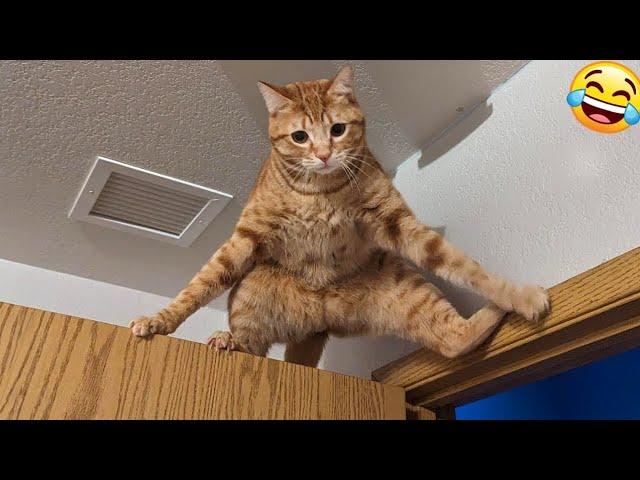  New Funny Cats And Dogs Videos 2024  Best Funniest Animal Videos  PART 28