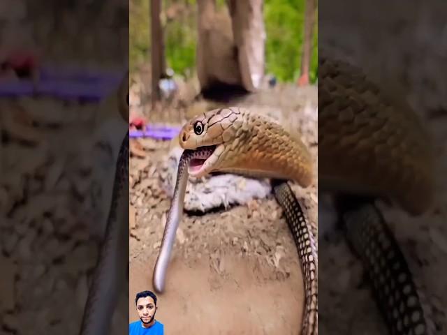 مفاجأة لم تتوقعها الأفعى اثناء شغفة السبلي #shorts