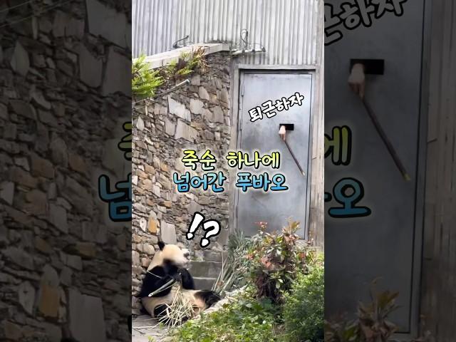 푸바오, 죽순 유혹에 넘어가 퇴근 ! 