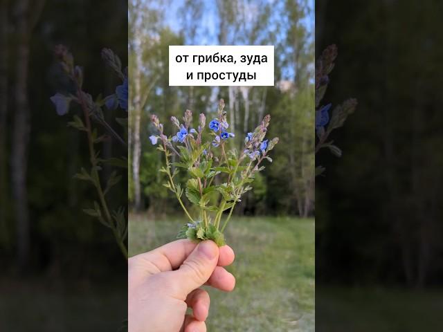 от грибка, зуда и простуды #травы #травыдляздоровья #здоровье #здоровьебезлекарств