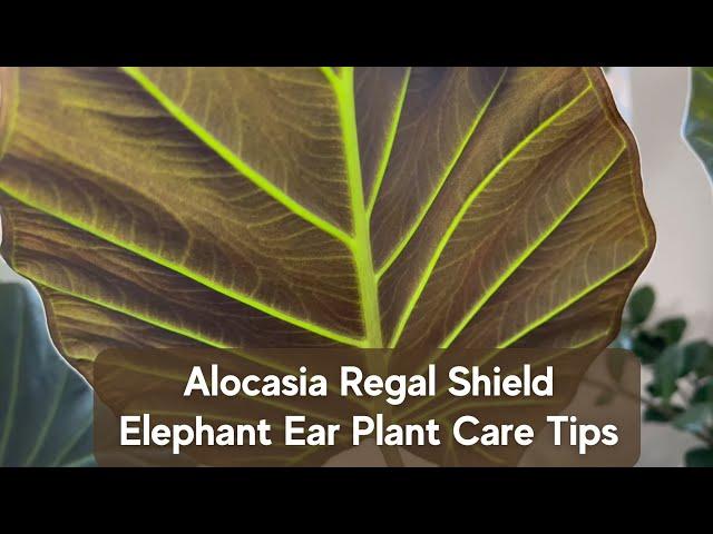 How to Care for Alocasia Regal Shield? Simple Tips for Elephant Ear Houseplant