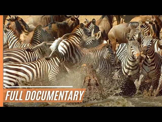 Amazing nature - Run to survive | Full Documentary