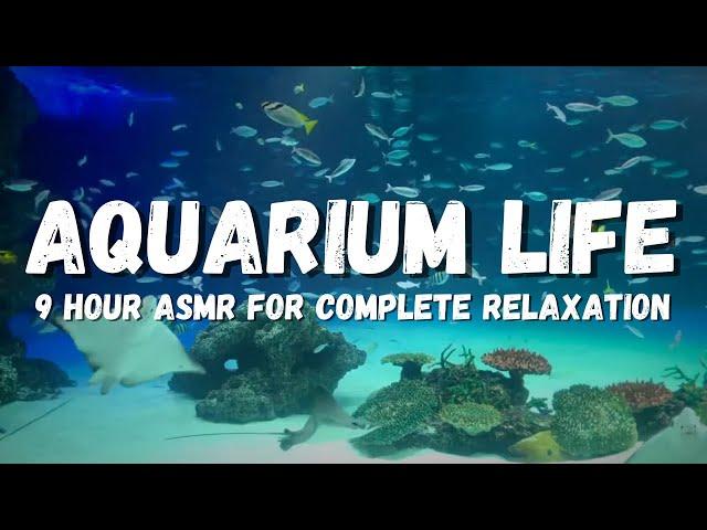 Underwater asmr: Aquarium ambience and Relaxing Fish Tank Sounds For Sleep Or Study