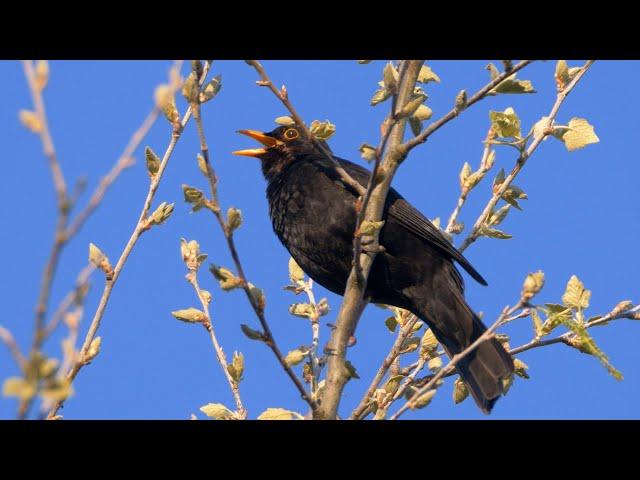 One Hour Relaxing Birdsong: Blackbird 4 K