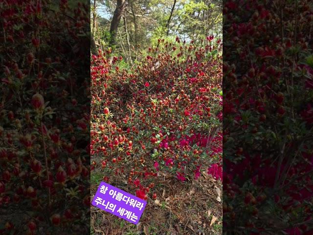 백선영의 쉐도우박스 #참 아름다운 # 하나님의 창조세계