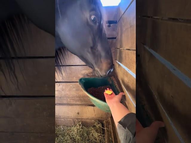 Meet Blue, the stunning stallion and father to my mare, Tru