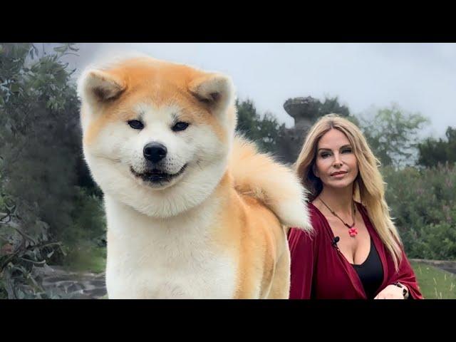 THE JAPANESE AKITA INU - Difficult & Dangerous or Loyal Guardian?  - 秋田犬