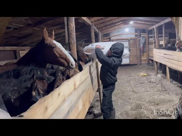 Г Абакан Дилмурад Хожи Кулун Тойлар Савдоси кизгинлашди.  доставкалар бор