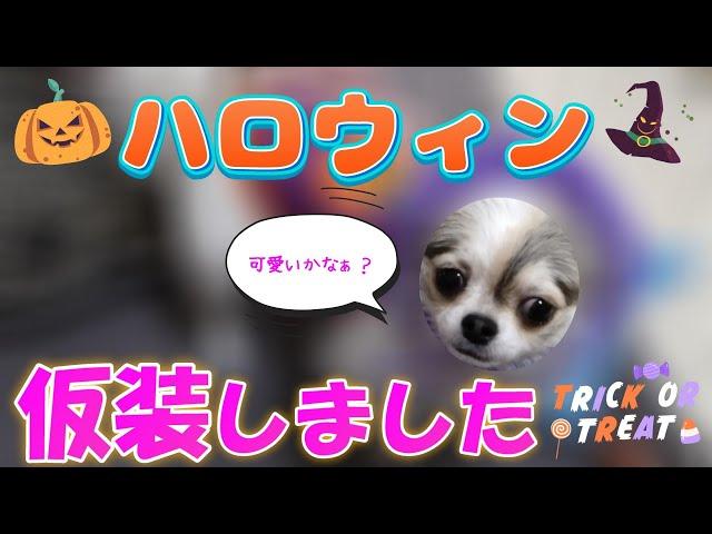 【HAPPY HALLOWEEN】ダイソーのハロウィングッズで愛犬が仮装しました『チワワ』