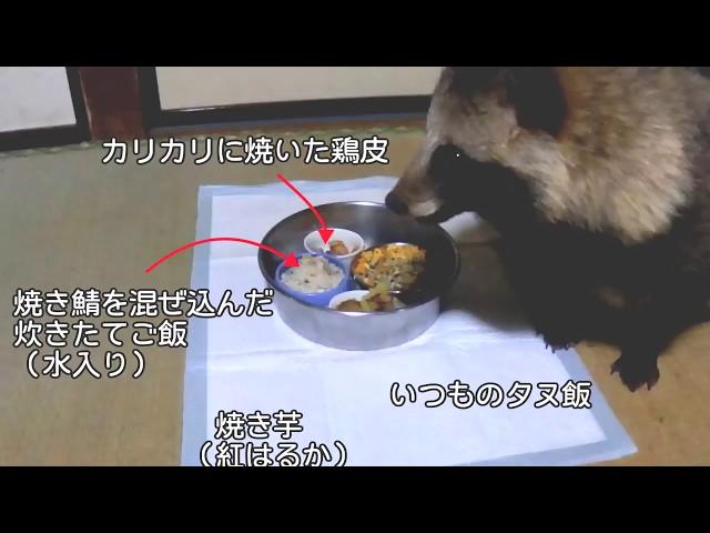 タヌキの好きな食べ物比べ（Compare a Tanuki's favorite food.）