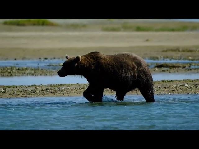 Be bear aware: fishing in bear country