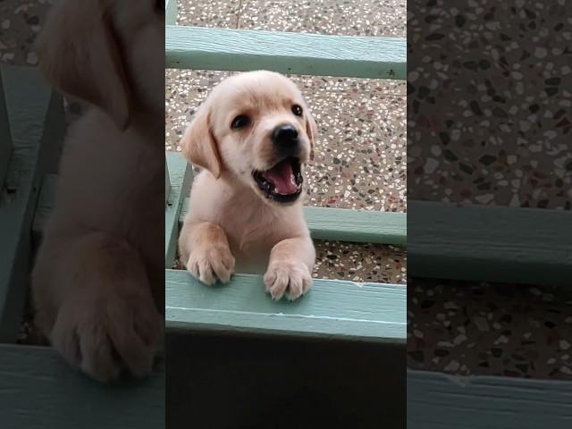 puppy soundLabrador puppy barking soundlab puppy funny shorts #shorts #dog #dogs #puppy #ytshorts
