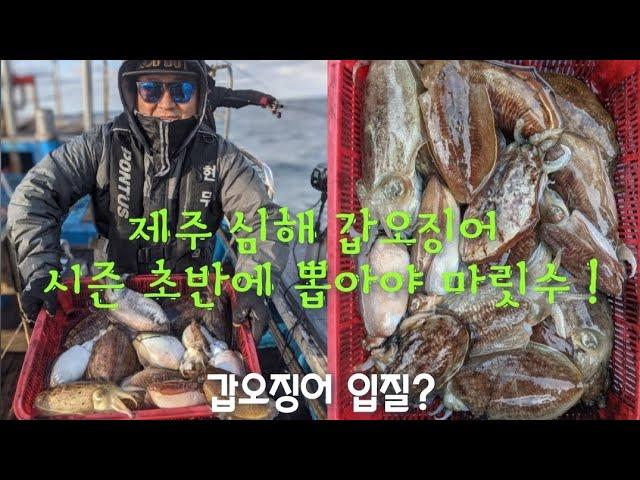 제주 심해갑오징어 시즌 초반 마릿수 이제 시작합니다