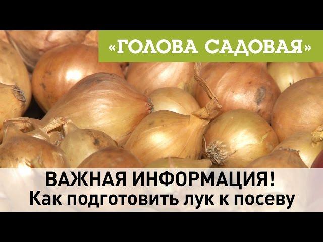 Голова садовая - ВАЖНАЯ ИНФОРМАЦИЯ! Как подготовить лук к посеву Часть 1