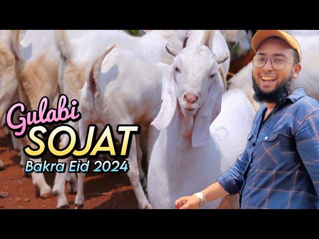 Gulabi Sojat Goats for Bakra Eid 2024 at SB GOAT FARM