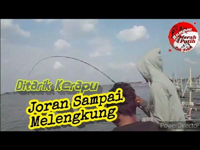 Menyambar ikan kerapu dan ikan rucahan || Rumpon Merah Putih Pak Saleh