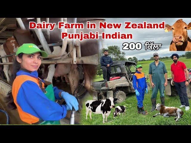 Dairy Farm in New Zealand Punjabi Indian ਡੇਅਰੀ ਫਾਰਮ ਨਿਊਜ਼ੀਲੈਂਡ  Cow  milk