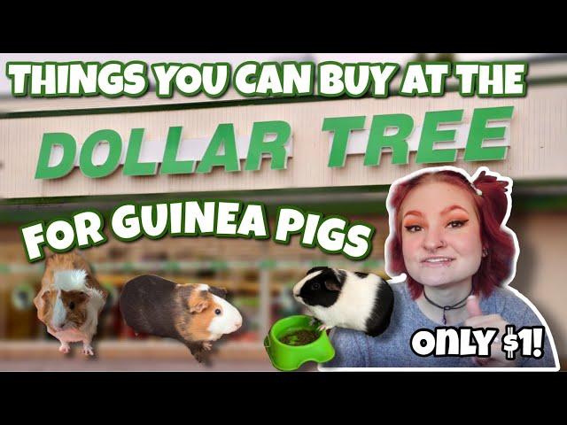 Things You Can Buy at DOLLAR TREE for Guinea Pigs