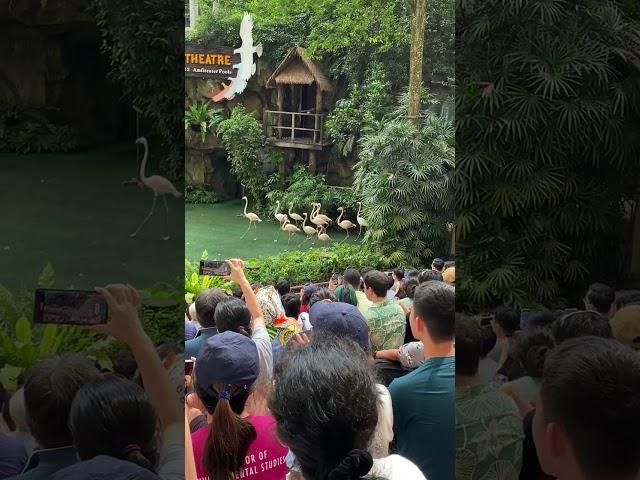  The Jurong Bird Park Amphitheatre Show  A Lot of Talented Entertainers! Good Memory!