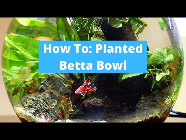 Betta Fish Bowl Aquascape (Easy and Ethical Setup)