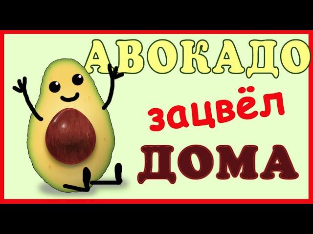 АВОКАДО из косточки цветёт ДОМА!! Часть 1