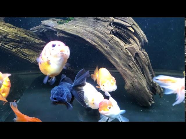 75 gallon ho ca vang goldfish ranchu update 2