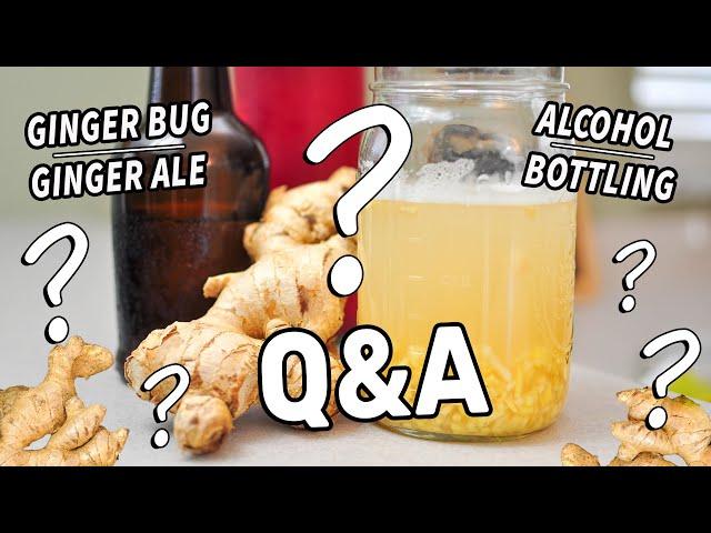 GINGER BUG & GINGER ALE Questions Answered! | Troubleshooting & FAQs on Fermented Drinks