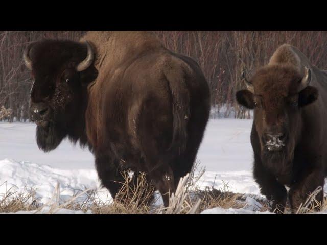 Wolf Pack Hunts Buffalo Herd | BBC Earth