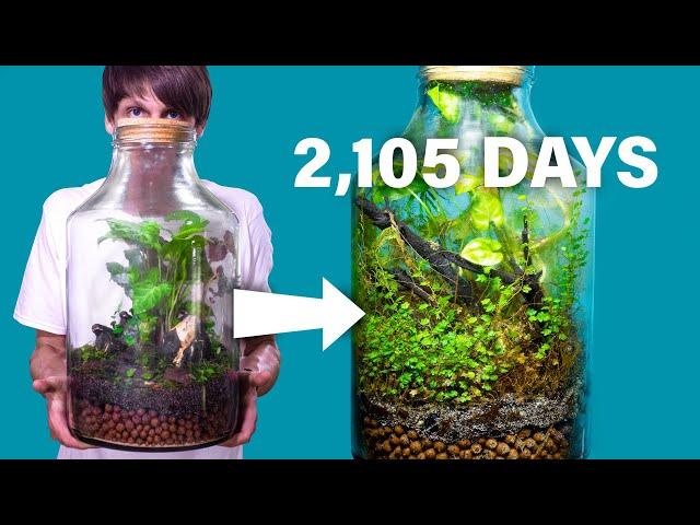 Giant Terrarium 2,105 Days Later - An Amazing Story