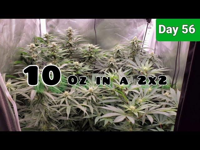 2x2 Grow Tent 10oz Challenge with the Mars Hydro TSW2000 Day 56/Day 21Flower. The Frost has Arrived