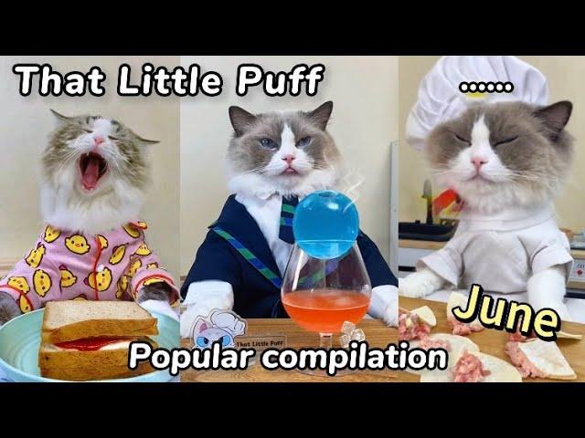 June Compilation | That Little Puff