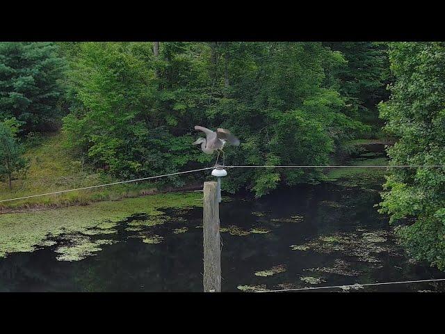 2 Great Blue Herons